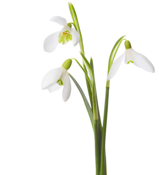 Drie snowdrop bloemen geïsoleerd op witte achtergrond. — Stockfoto