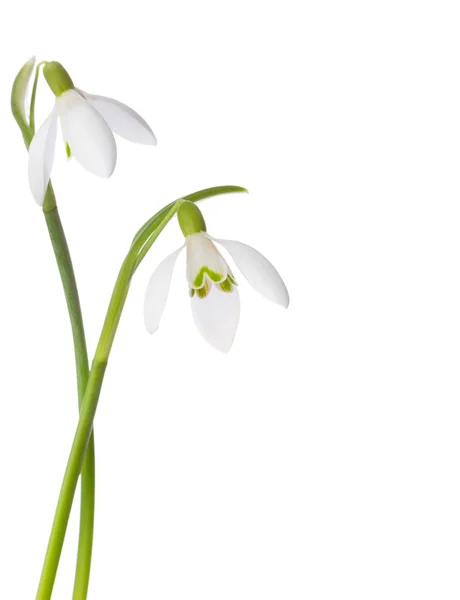 Two snowdrop flowers isolated on white Royalty Free Stock Photos