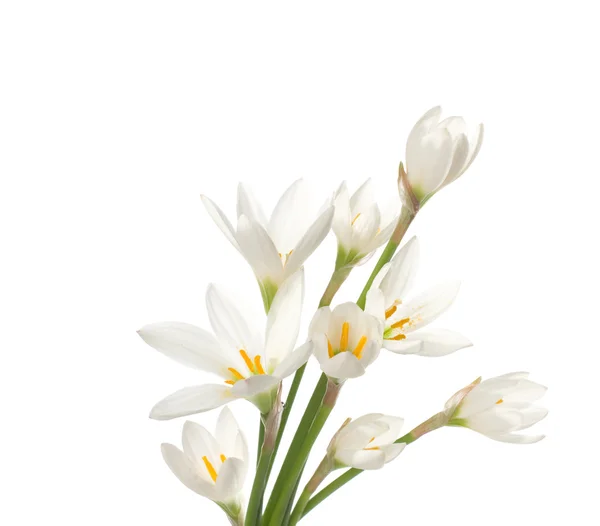 White lilies ' bunch  isolated on a white background. — Stock Photo, Image