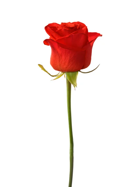 Bright red rose  isolated on white — Stock Photo, Image