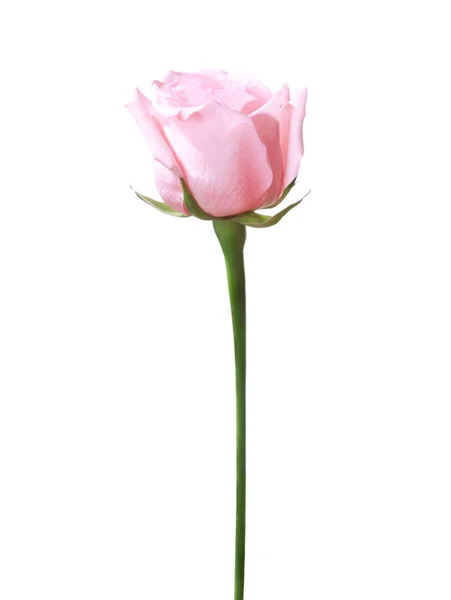 Rose rose clair isolée sur blanc . — Photo