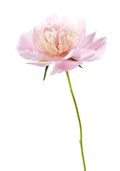 Light pink peony isolated on white, — Stock Photo, Image