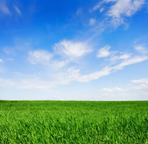 Campo de trigo verde. — Foto de Stock