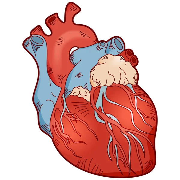 Anatomie coeur humain — Image vectorielle