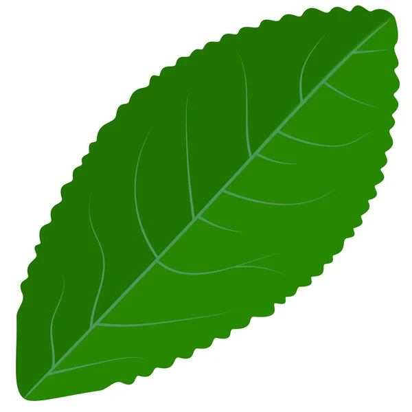 緑の葉の植物 ベクトル図Eps — ストックベクタ
