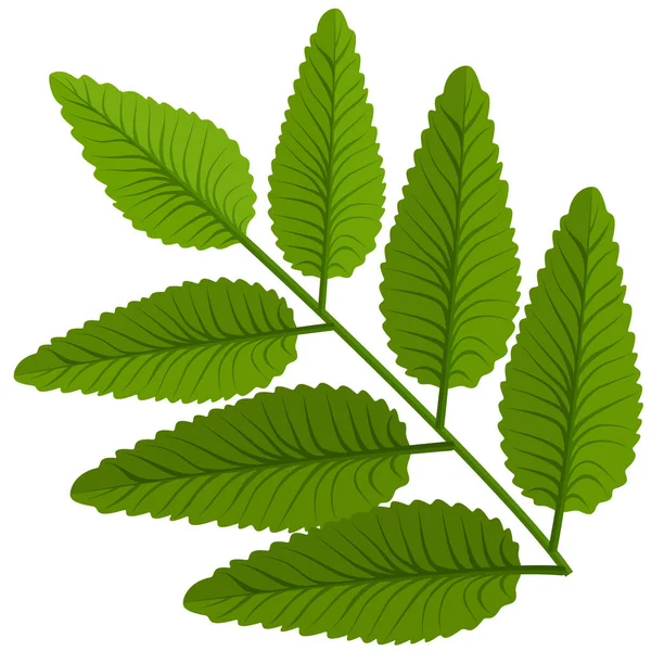 Grünblatt Pflanze Vektorabbildung Eps — Stockvektor