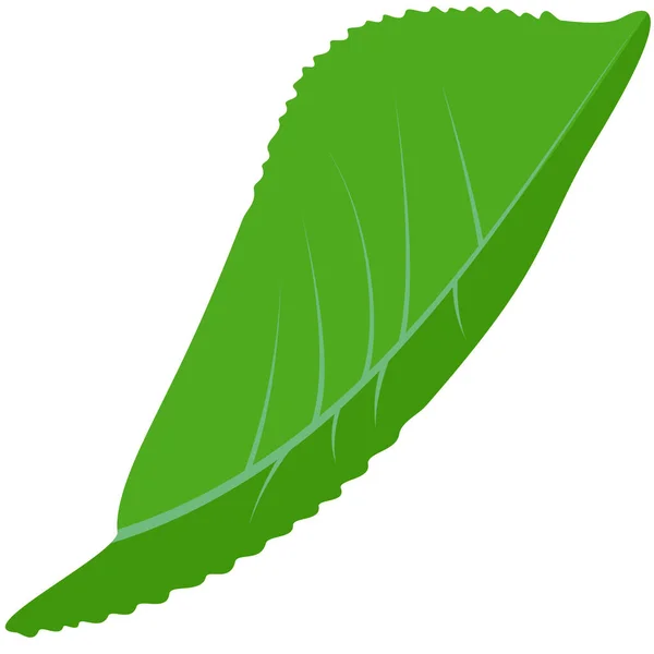 Grünblatt Pflanze Vektorabbildung Eps — Stockvektor