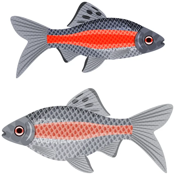 Peces exóticos de acuario . — Vector de stock