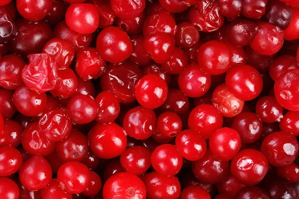 stock image Lot of red fresh cranberries