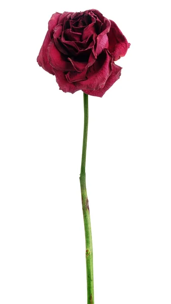 Dead dried red rose — Stock Photo, Image