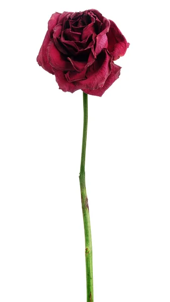 Ölü kurutulmuş kırmızı gül