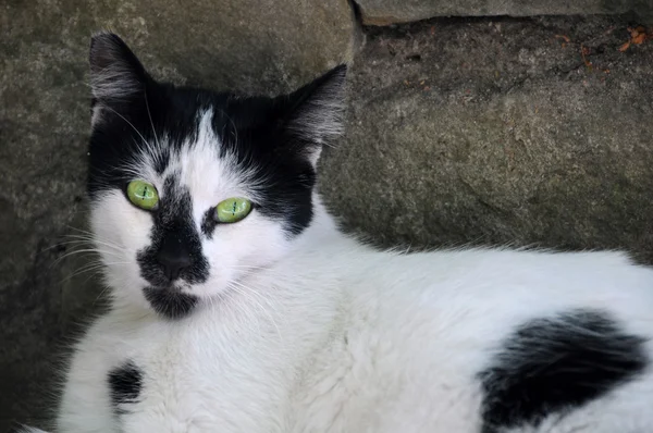 Gato preto e branco com olhos verdes — Fotografia de Stock
