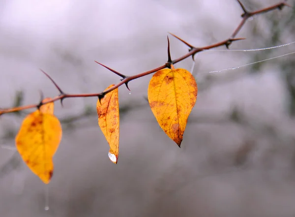 Close Afbeelding Van Drie Gele Bladeren Twijg Herfst Tegen Wazige — Stockfoto