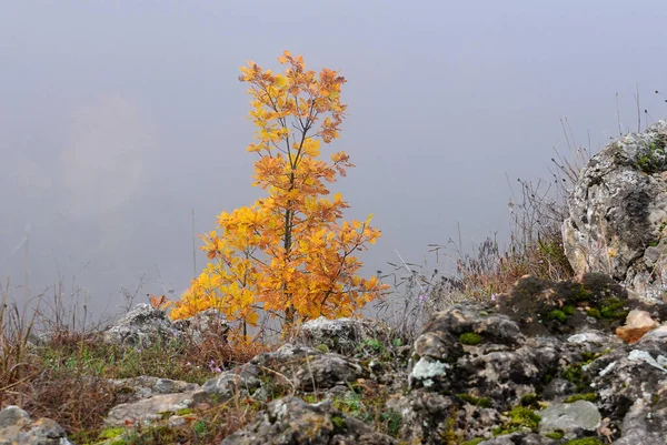 Lone Shrub Golden Leaves Mountains Grey Foggy Day Autumn — Stock Photo, Image