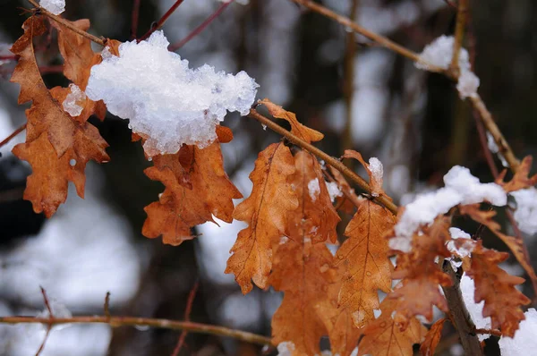 冬日里被冰雪覆盖的橡木树叶 — 图库照片