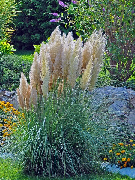 Pampas Grama Parque Dia Verão — Fotografia de Stock