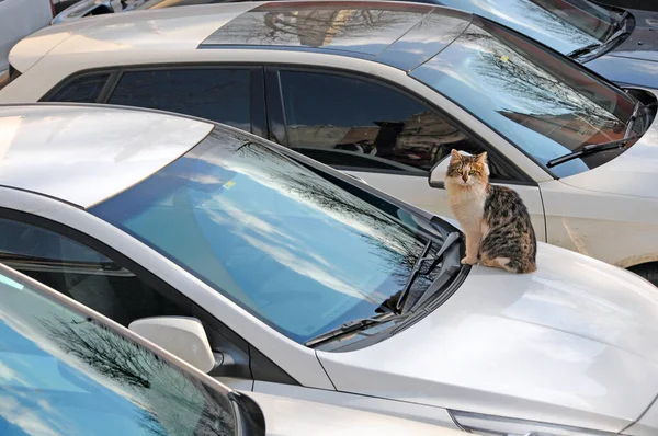 Gato Callejero Capó Del Coche Estambul — Foto de Stock