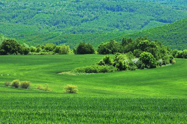 Bulgaristan Mayıs Ayındaki Kırsal Manzarası — Stok fotoğraf