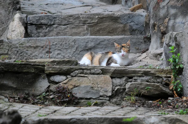 Eski adımlar üzerinde kedi — Stok fotoğraf