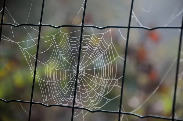 Cobweb on Chain Link Fence — Stock Photo, Image