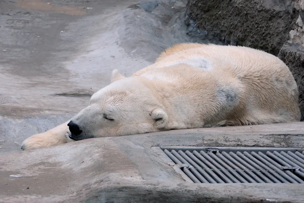 Спящий белый медведь Стоковое Изображение
