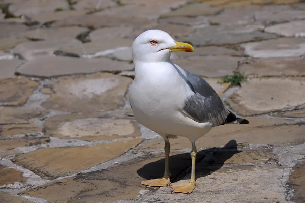 Gaviota en la ciudad —  Fotos de Stock