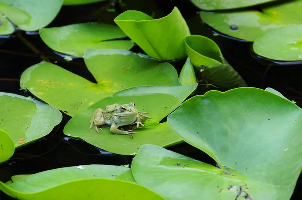 Frog on the Lotus Leaf — Stock Photo, Image