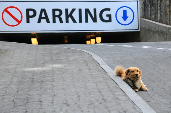 Stray Dog and Underground Parking Stockbild