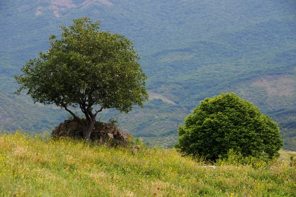 Fa és bokor — Stock Fotó