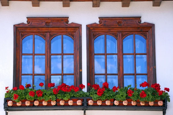 Zwei Fenster und Blumen — Stockfoto