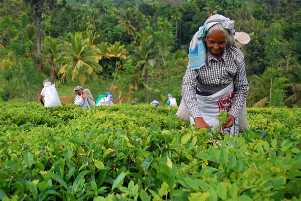 Trabajadores del té en la plantación de té en Sri Lanka —  Fotos de Stock