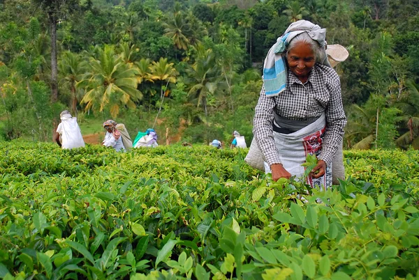 Trabajadores del té en la plantación de té en Sri Lanka — Foto de Stock