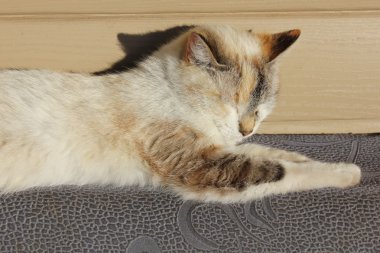 Siyam kedisi güneşte 19628 tadını çıkarma