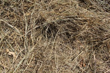 Arka plan ve doku 19664 kurur saman