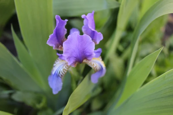 Fleur iris sibérien avec feuilles de gren 19611 — Photo