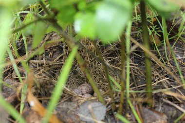 Benekli yumurta 20073 çim kuşlar yuva yaparlar