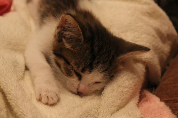 Lindo gatito dormido en un sofá 20023 — Foto de Stock