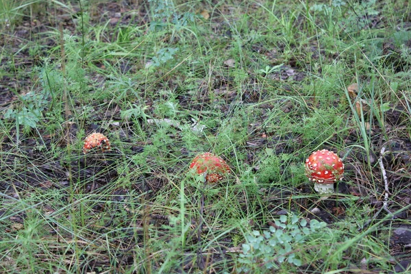 Kilka grzybami amanita w leśnej polanie 20047 — Zdjęcie stockowe