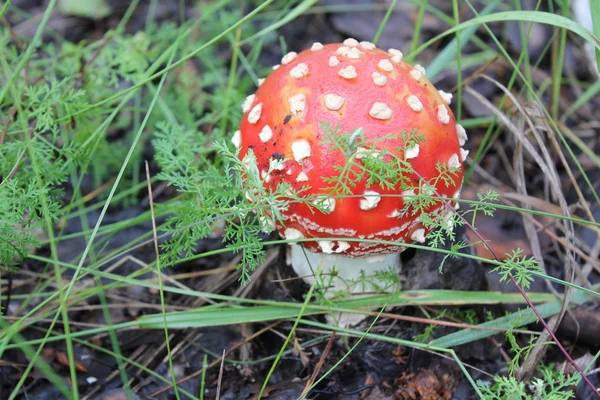 森林空地上的一鹅膏蘑菇20050 — 图库照片
