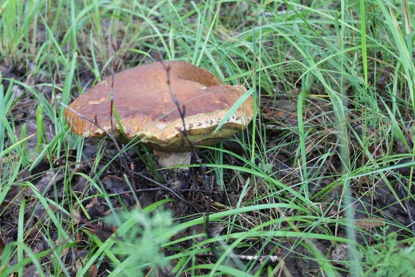 Um cogumelo porcini em uma floresta de verão 20064 — Fotografia de Stock