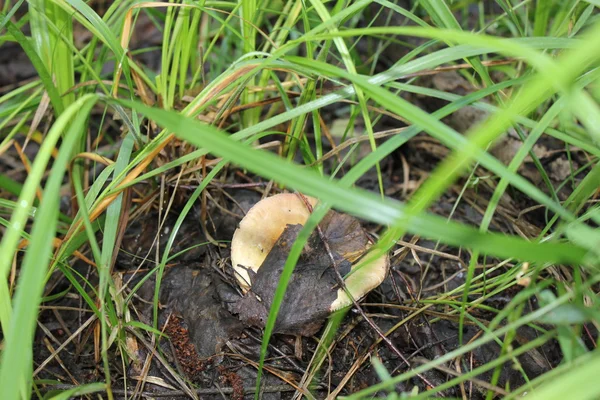 Sickener, 또는 구 토 버섯 20067 Russula emetica — 스톡 사진