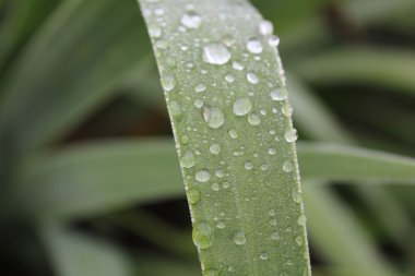 Yeşil yaprakları Iris 20035 çiy damlaları