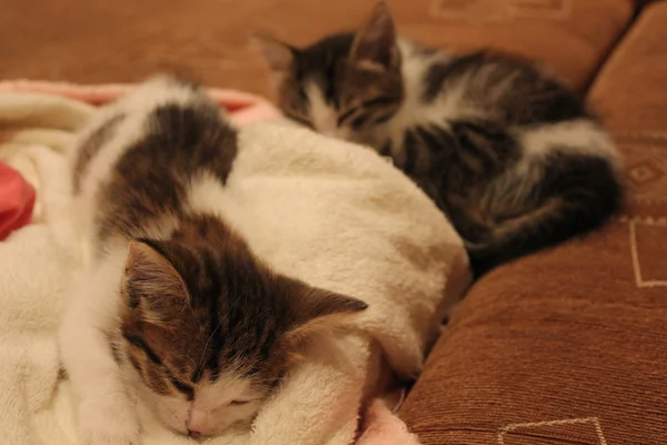 Gatinhos bonitos dormindo em um sofá 20025 — Fotografia de Stock