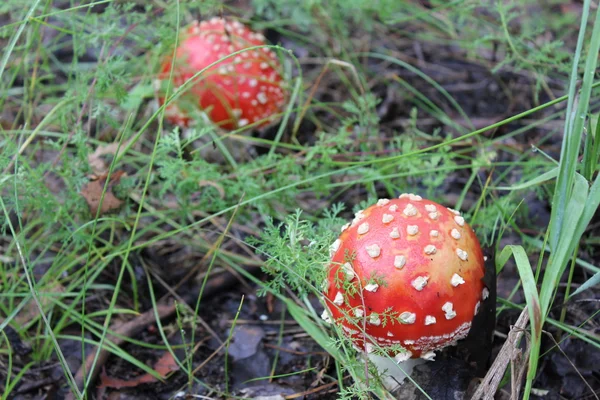 Poucos cogumelos amanita na clareira florestal 20053 — Fotografia de Stock