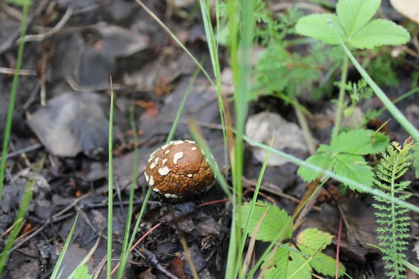 Vecchio fungo amanita in radura di foresta 20066 — Foto Stock