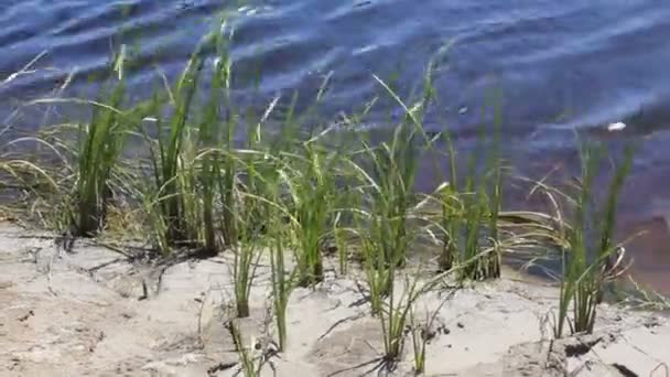 Річкова вода з водоростями — стокове відео