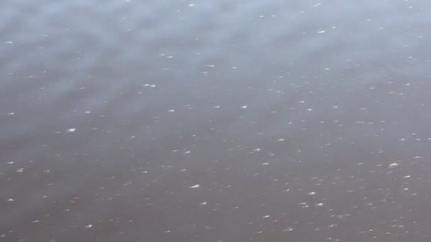 Gelombang sungai mengalir — Stok Video