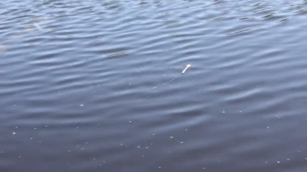 Fishing bite float on wavy river — Stock Video