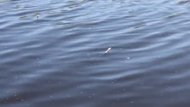 钓鱼咬漂浮在波浪河 — 图库视频影像