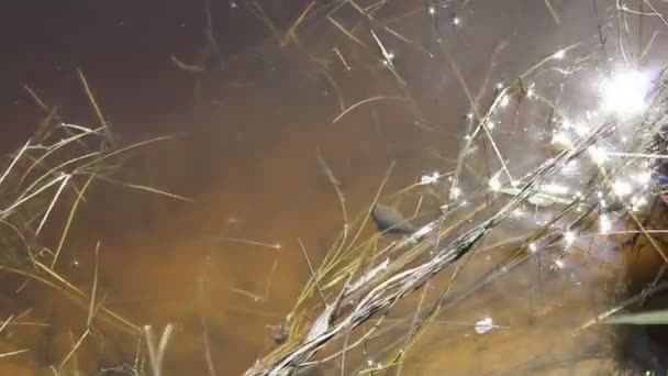 Речная вода с водорослями — стоковое видео